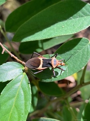 Zelurus circumcinctus