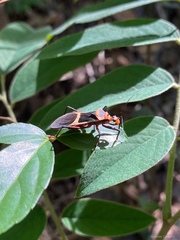 Zelurus circumcinctus