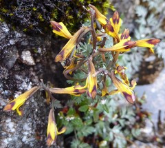Corydalis stracheyi