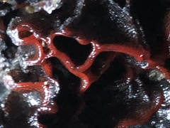 Watersipora subtorquata