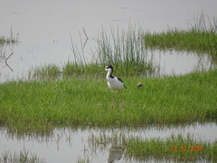 Himantopus mexicanus