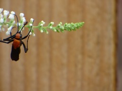 Notocyphus dorsalis dorsalis