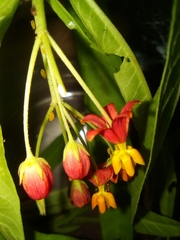 Asclepias curassavica