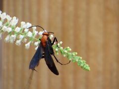 Notocyphus dorsalis dorsalis