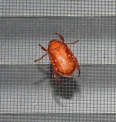 Anoplognathus concolor