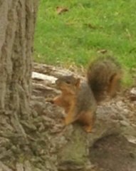 Sciurus niger