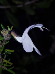 Conradina grandiflora image