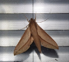 Theretra queenslandi