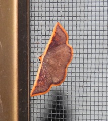 Picromorpha pyrrhopa