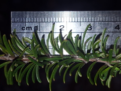Conradina grandiflora image