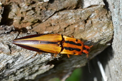 Semiotus intermedius
