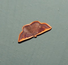 Picromorpha pyrrhopa