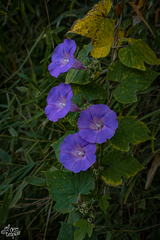Ipomoea leucotricha