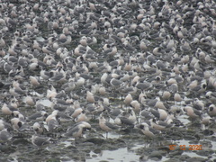 Leucophaeus pipixcan