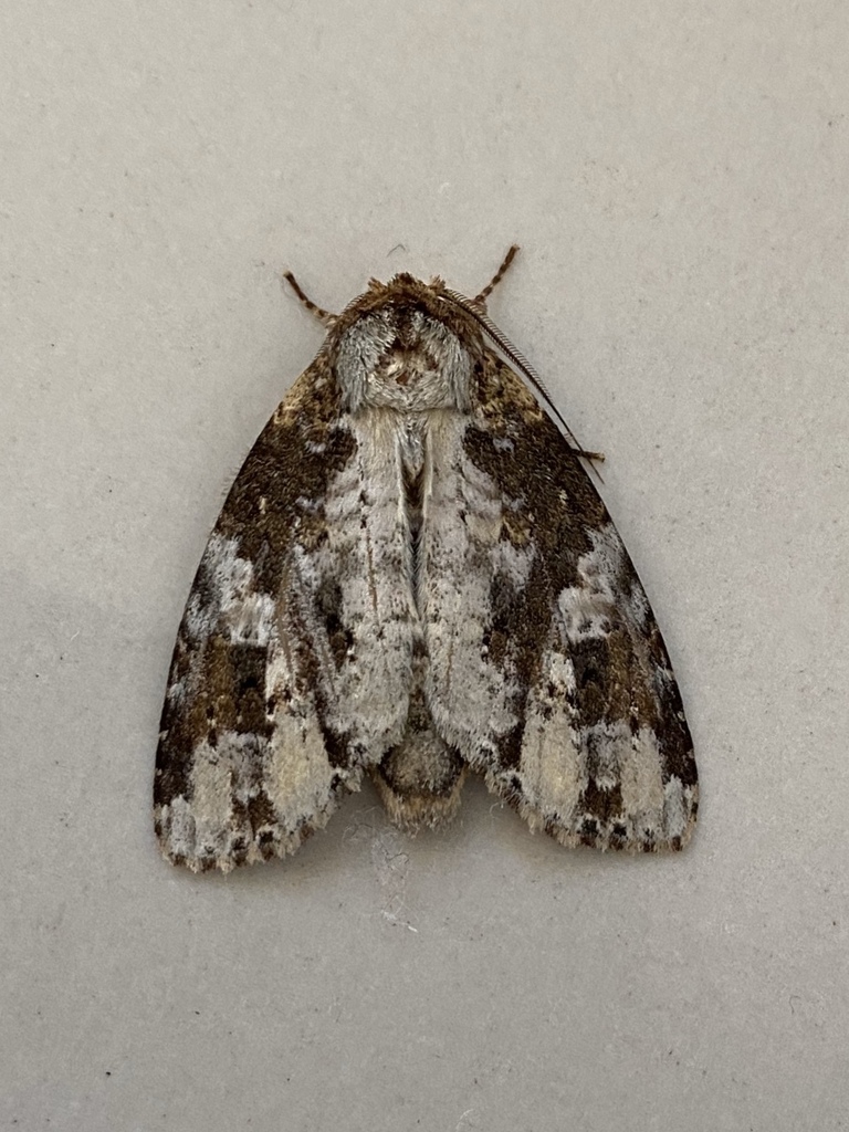 Disphragis aemula
