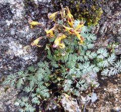 Corydalis stracheyi