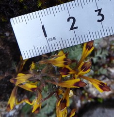 Corydalis stracheyi