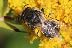 Colletes simulans armatus