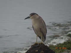 Nycticorax nycticorax