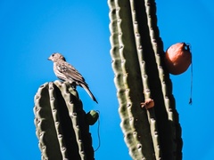 Haemorhous mexicanus