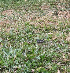 Copsychus saularis