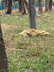 Gracupica nigricollis
