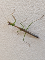 Stagmomantis nahua