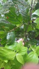 Chomelia tenuiflora