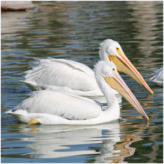 Pelecanus erythrorhynchos