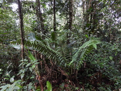 Cyathea spectabilis