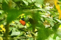 Harpactes orrhophaeus