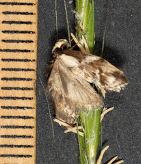 Palimmeces leucopelta