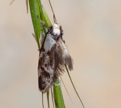 Palimmeces leucopelta