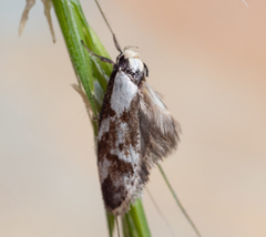 Palimmeces leucopelta