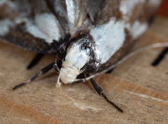 Palimmeces leucopelta
