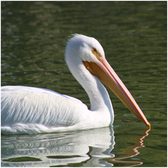 Pelecanus erythrorhynchos