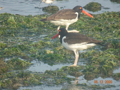 Haematopus palliatus