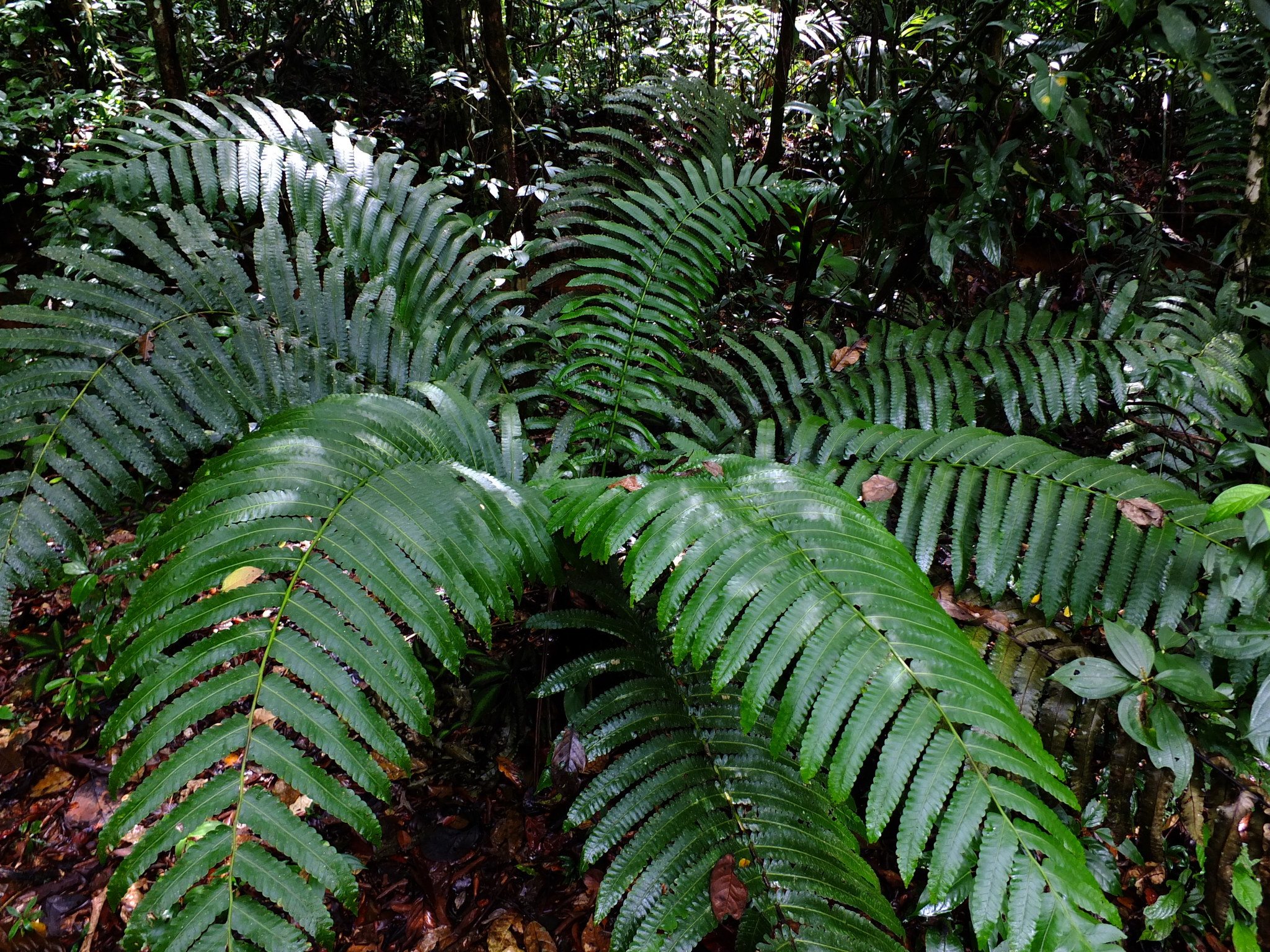 Cyathea spectabilis