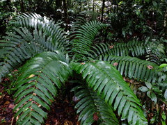 Cyathea spectabilis