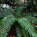 Cyathea spectabilis - Photo (c) Sébastien SANT, some rights reserved (CC BY-NC), uploaded by Sébastien SANT