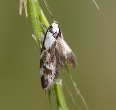 Palimmeces leucopelta