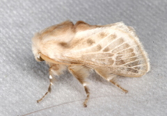Doratifera pinguis