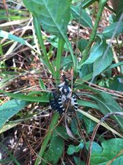 Spartocera alternata