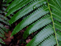 Cyathea spectabilis
