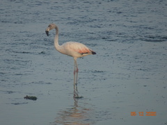 Phoenicopterus chilensis