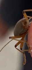 Copidita quadrimaculata