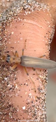 Copidita quadrimaculata