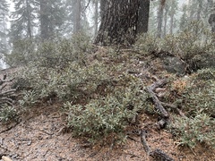 Chrysolepis sempervirens