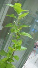 Chomelia tenuiflora