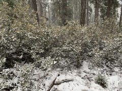 Chrysolepis sempervirens